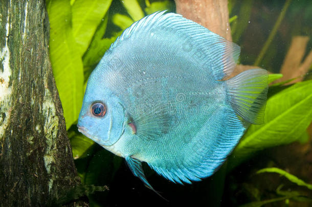 水族馆蓝钻铁饼