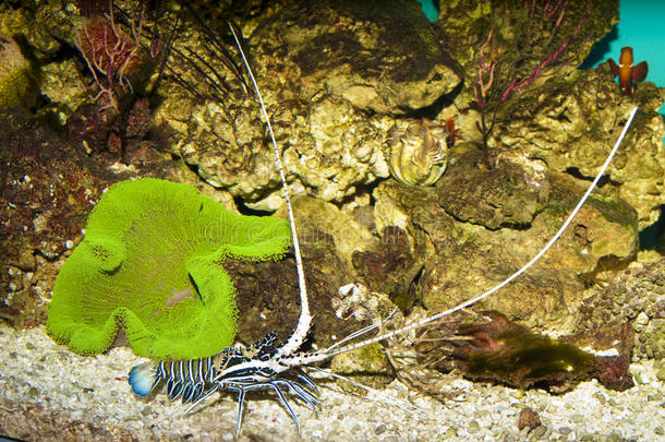 带刺的蓝龙虾和绿地毯海葵