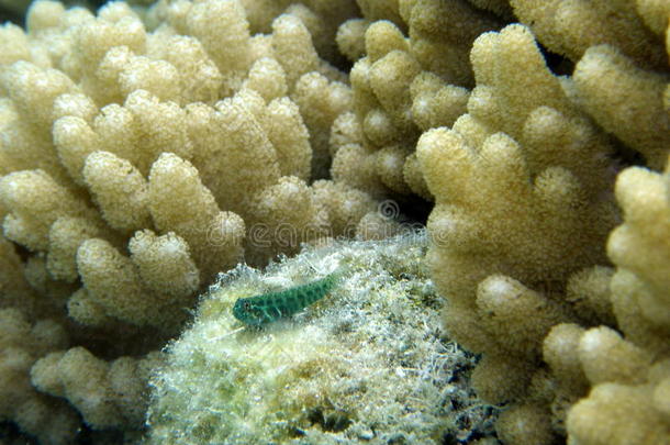 蓝虎戈壁在柔软的珊瑚群中保持<strong>警惕</strong>
