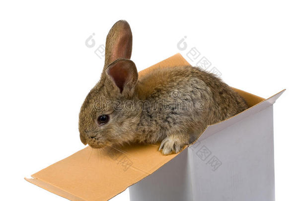 灰兔从箱子里爬出来