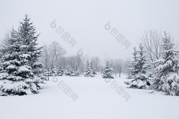 雪冷杉