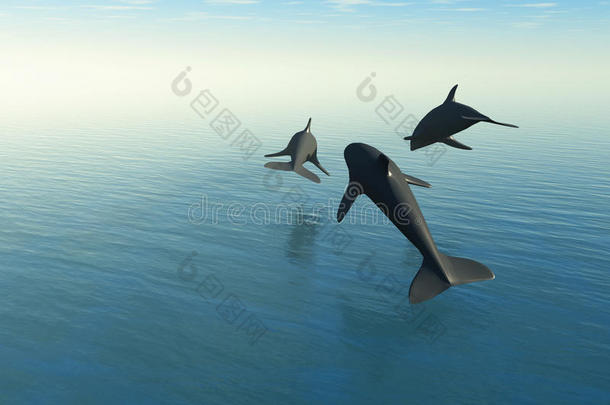 三只海豚在海面上
