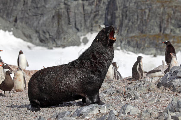 南极企鹅群中的南极海豹