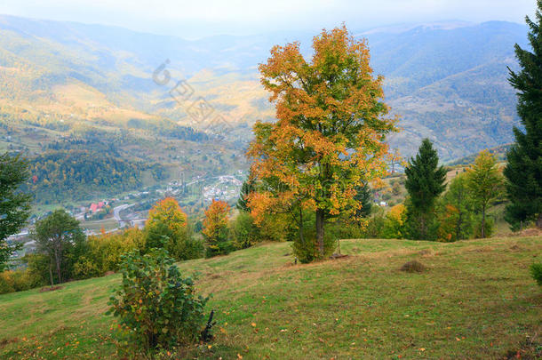 喀尔巴阡山腰上的秋树。