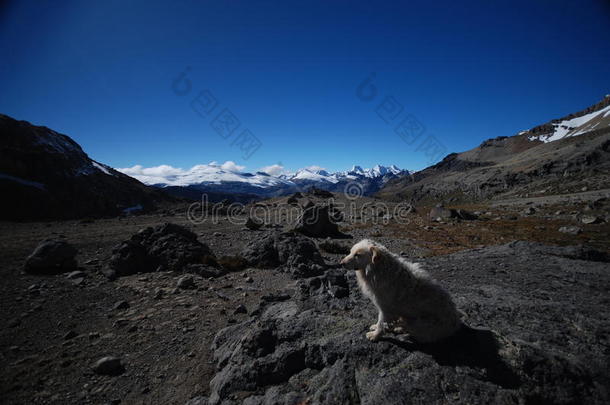 秘鲁一只雪峰雪山的狗