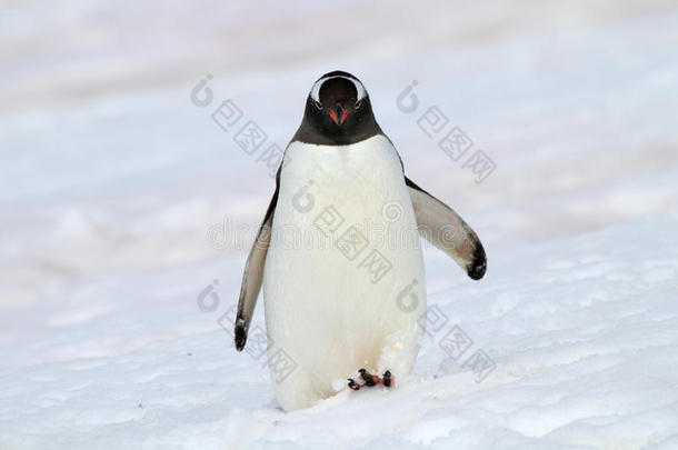 南极洲，<strong>雪中漫步</strong>的珍图企鹅