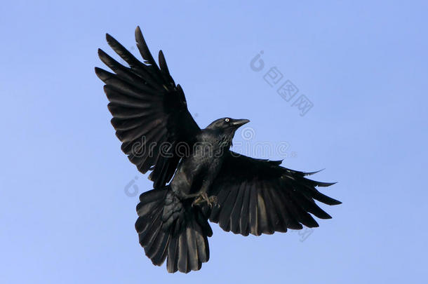 展翅飞翔的乌鸦