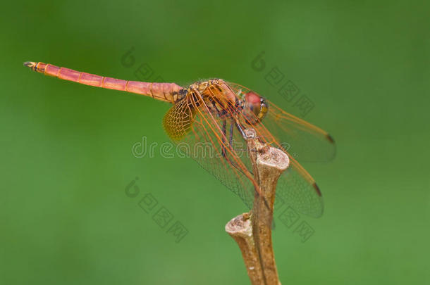 一种未成熟的深红色的羽翼，trithemis aurora