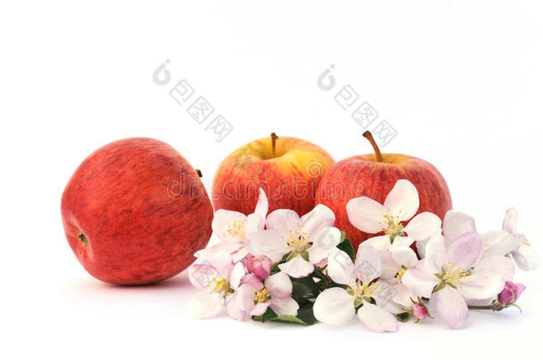 苹果和苹果树开花
