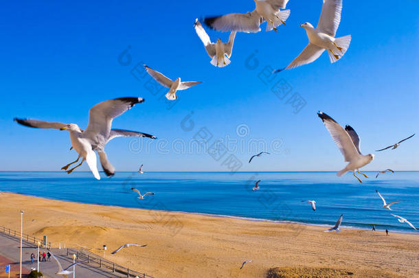 海鸥在海滩上飞翔