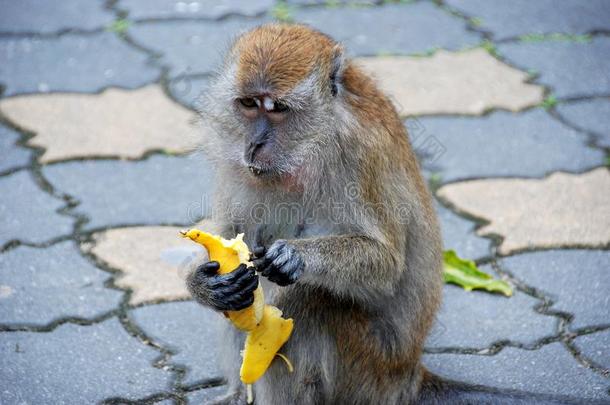 马来西亚槟城：<strong>猴子</strong>吃<strong>香蕉</strong>