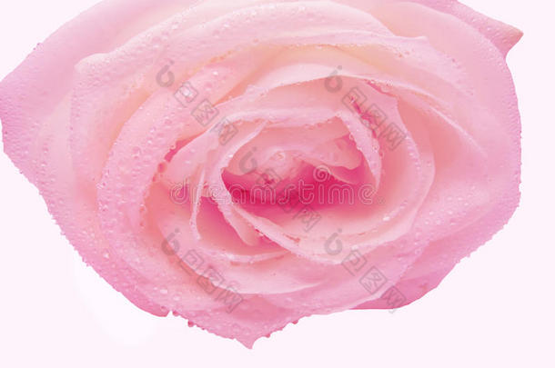 水珠中的粉红玫瑰