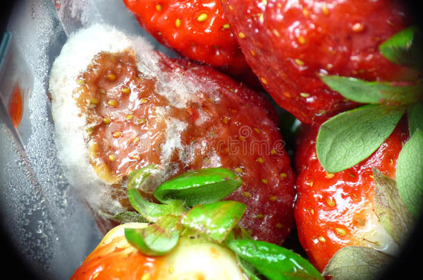 冰柜烧草莓