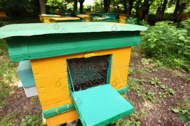 蜜蜂园。一个老蜂巢。