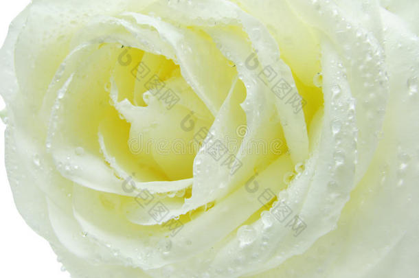 水珠中的白玫瑰和黄玫瑰