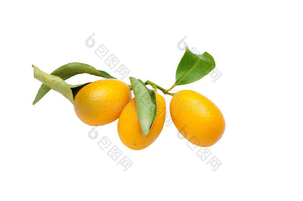 芳香的背景柑橘烹饪金桔