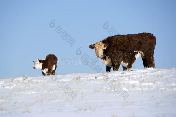 雪地里的小牛