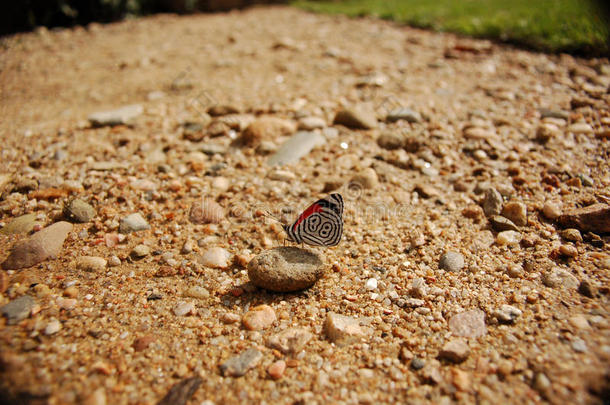 <strong>88</strong>靠近草地的石头上的蝴蝶
