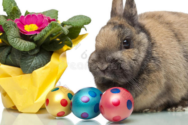 可爱的复活节兔子在樱草花和复活节彩蛋旁边