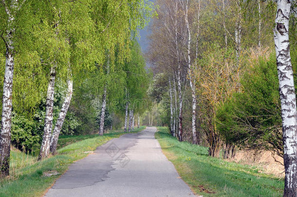 道路两旁的桦树