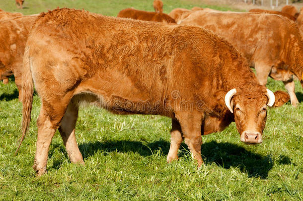 夏季草坪上的奶牛