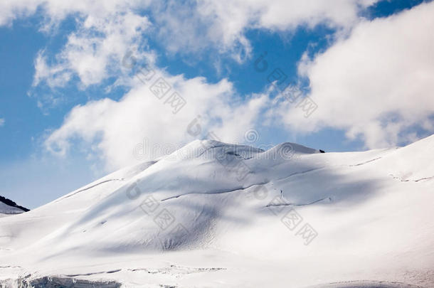 乌头阿尔卑斯山高山海拔高度美国