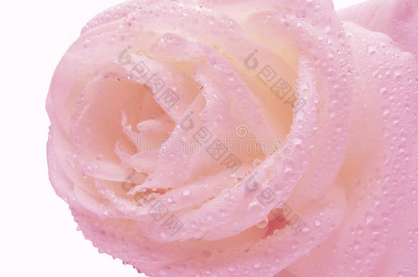 水珠中的粉红玫瑰