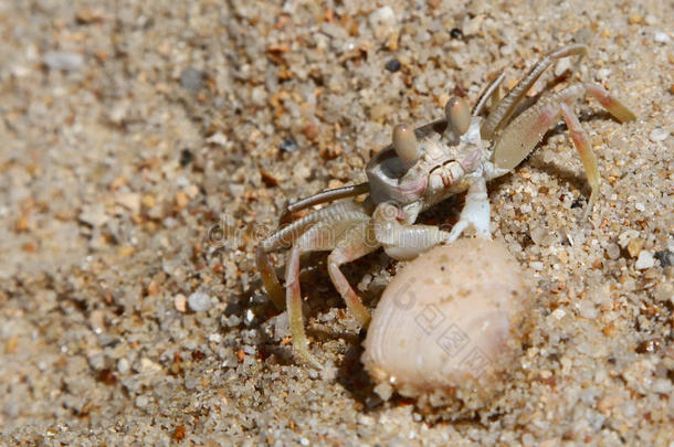 孤独的螃蟹在沙滩上的贝壳附近