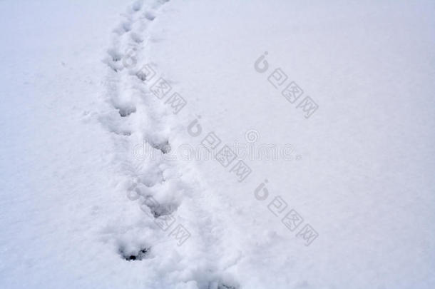 雪上的动物脚印