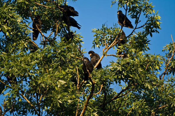 <strong>乌鸦</strong>（corvus frugilegus）