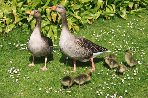 鸭和鸭的家庭