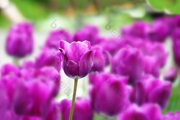 紫色郁金香背景