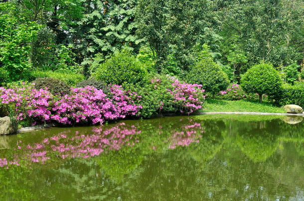 湖景和<strong>杜鹃花</strong>