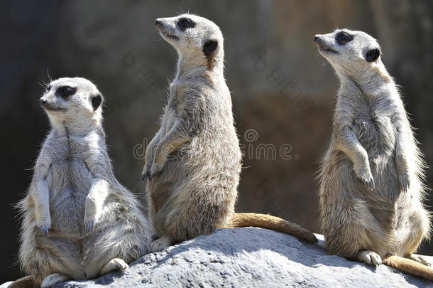 三只非洲猫鼬草原鼠松鼠