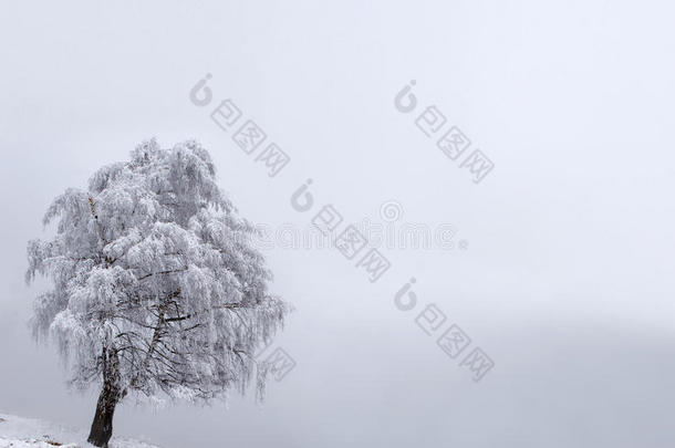 冬季孤独树