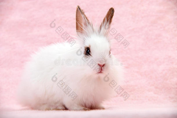 粉红色背景的小白兔