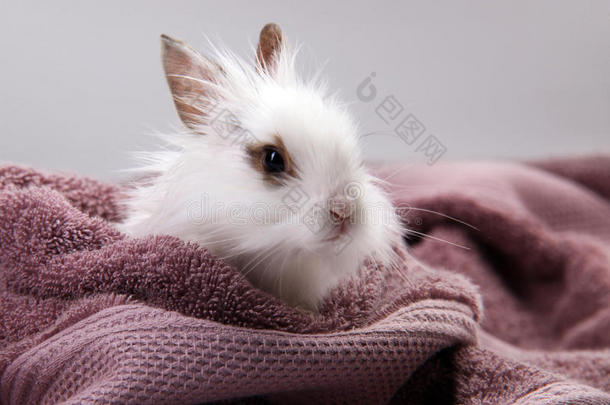 紫罗兰浴巾窝白兔