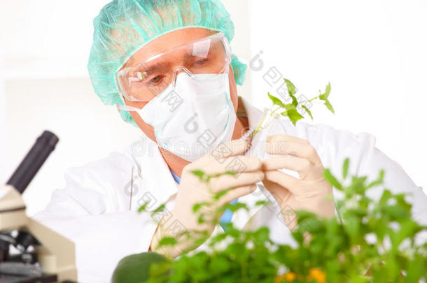 研究人员在实验室里举起转基因蔬菜