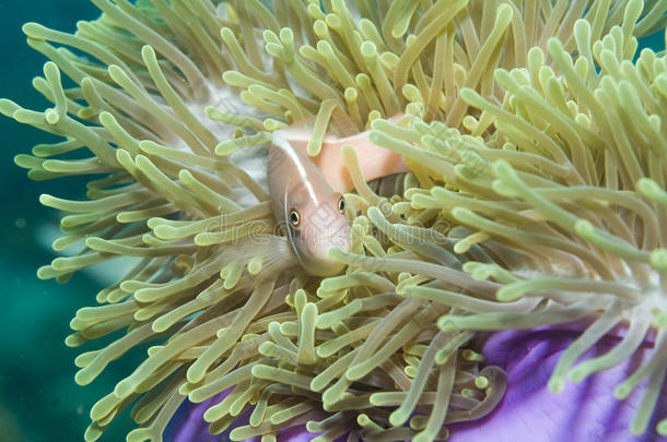 活动银莲花单核细胞珊瑚潜水
