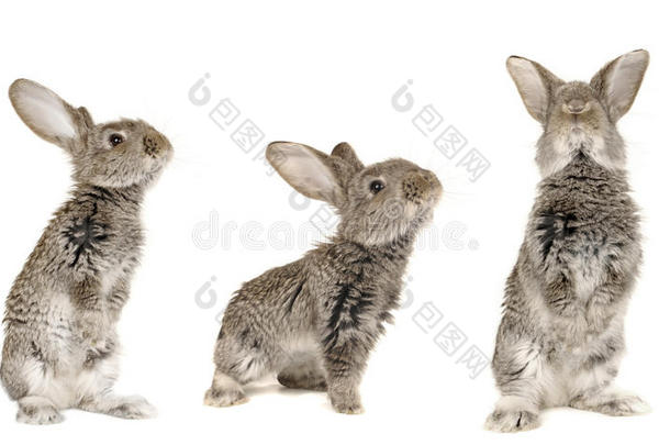 三只灰兔