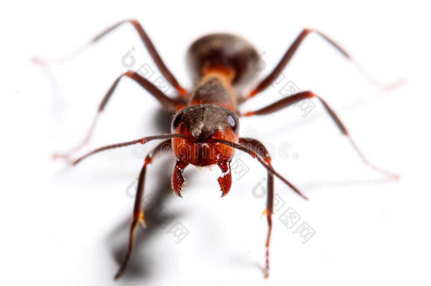 攻击大红蚂蚁。