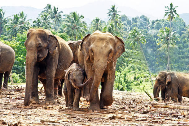 开放区域的elefant家庭