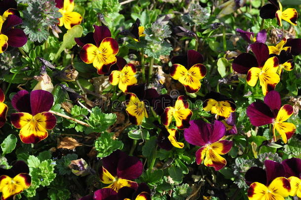 紫色和黄色的三色堇