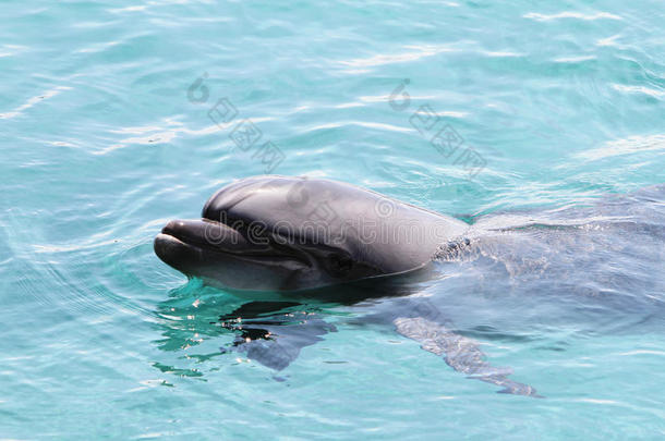 海豚头