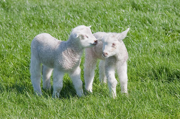 春天牧场上吃饱了的小羊