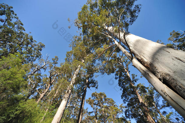 西澳大利亚丁格尔巨树