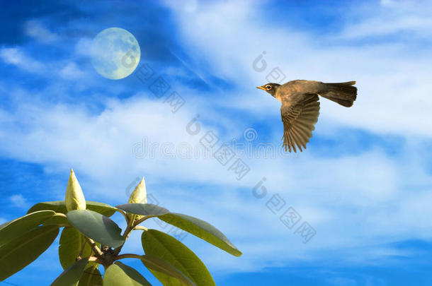 知更鸟与月亮和杜鹃一起飞翔