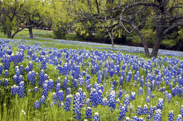 <strong>德克萨斯</strong>州丘陵地区的蓝帽花