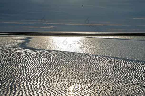 孤独的鸟儿在银色的海滩上漂浮