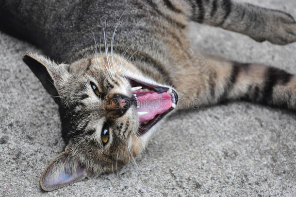 躺在地上咆哮的猫